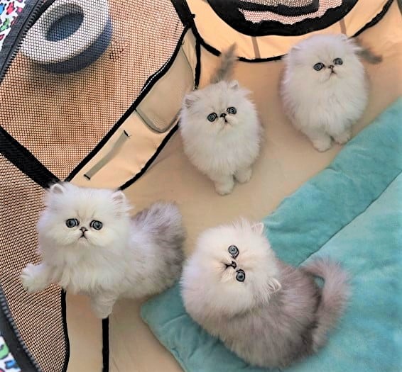 Chelcecats Silver Persians — photo