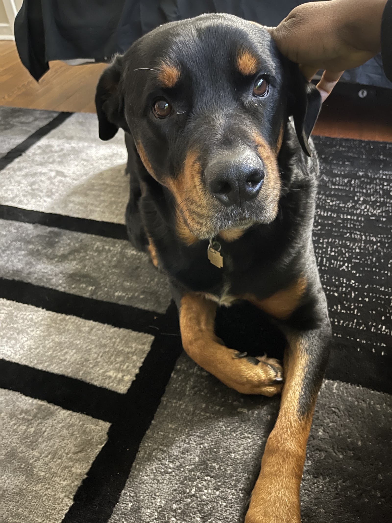 Dog Gone Acres — photo
