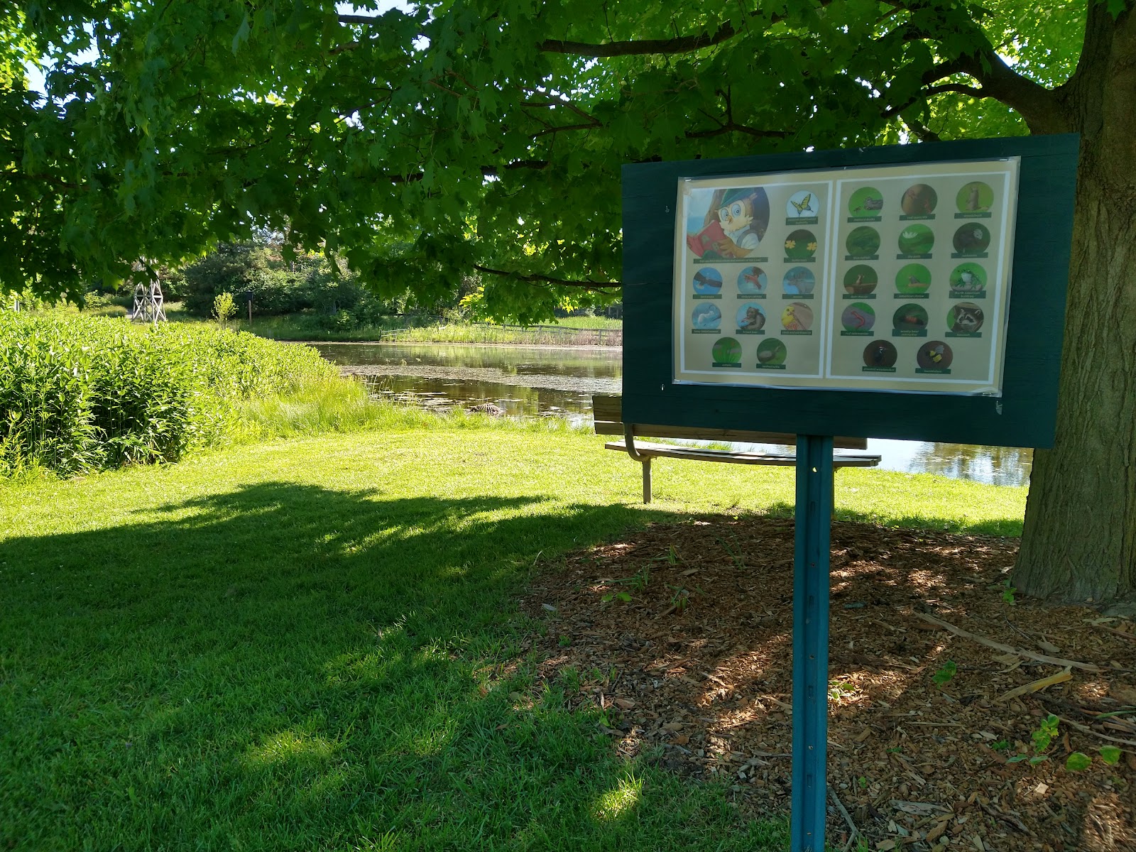 Stuart Little Pond (no fishing/rehoming) in Farmington Hills